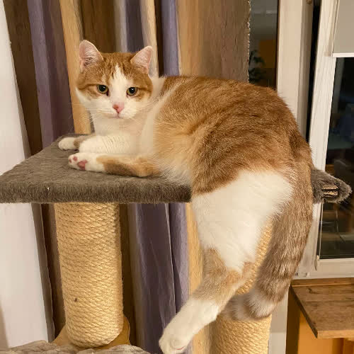 Koty ze schroniska do adopcji Kićka