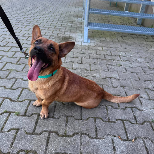 Psy ze schroniska do adopcji Marek