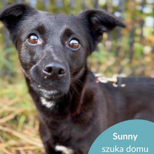 Psy ze schroniska do adopcji Sunny
