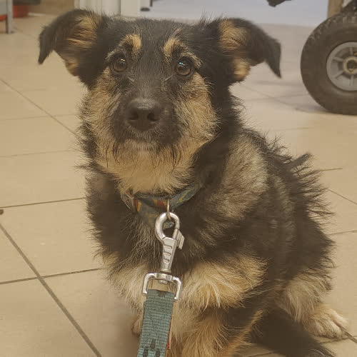 Psy ze schroniska do adopcji Maja