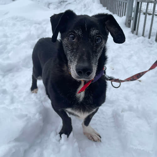 Psy ze schroniska do adopcji Venom