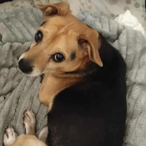 Psy ze schroniska do adopcji Grabek