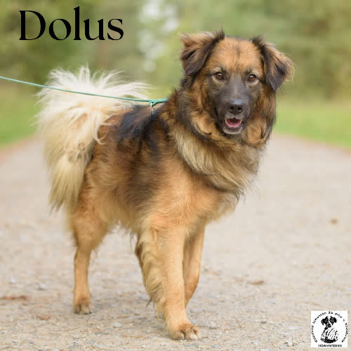 Psy ze schroniska do adopcji Dolus 