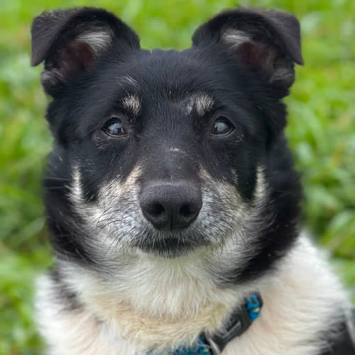 Psy ze schroniska do adopcji Bono