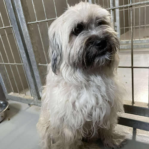 Psy ze schroniska do adopcji Shini