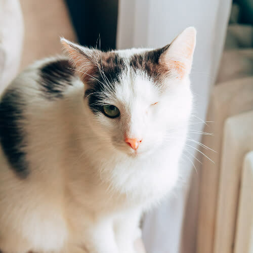 Koty ze schroniska do adopcji Pulpecik