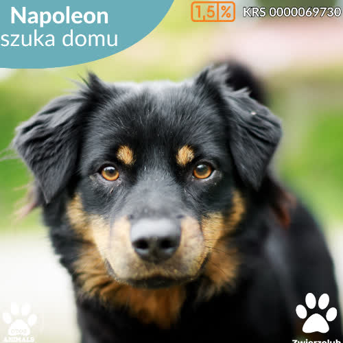 Napoleon