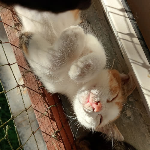 Koty ze schroniska do adopcji Janka