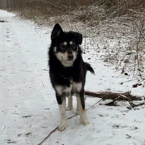 Psy ze schroniska do adopcji Uszatka