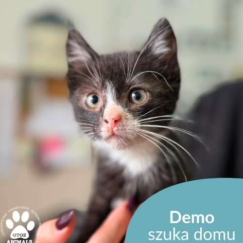Koty ze schroniska do adopcji Demo