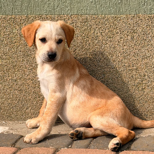 Psy ze schroniska do adopcji Santo