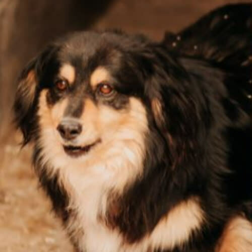 Psy ze schroniska do adopcji Kubek
