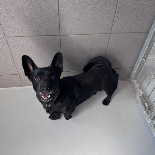 Psy ze schroniska do adopcji Heniek