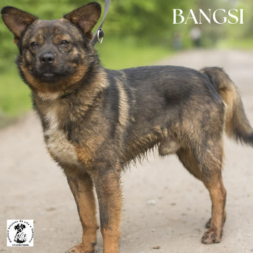 Psy ze schroniska do adopcji Bangsi