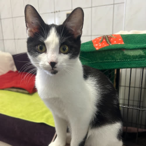 Koty ze schroniska do adopcji Tolek