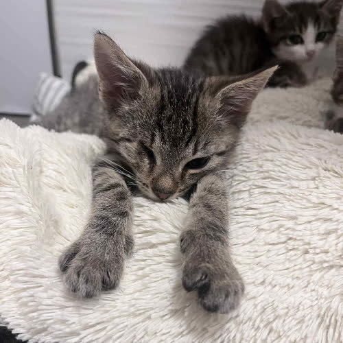 Koty ze schroniska do adopcji Alex