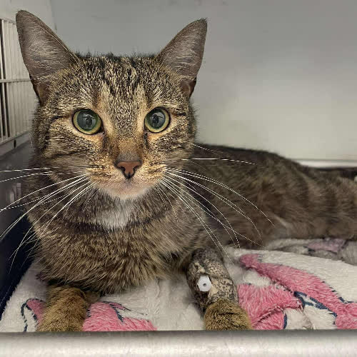 Koty ze schroniska do adopcji Keri