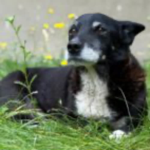 Psy ze schroniska do adopcji Lutek