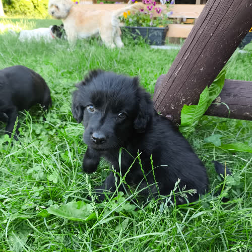 Psy ze schroniska do adopcji Kokosik