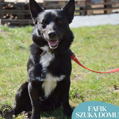 Psy ze schroniska do adopcji FAFIK