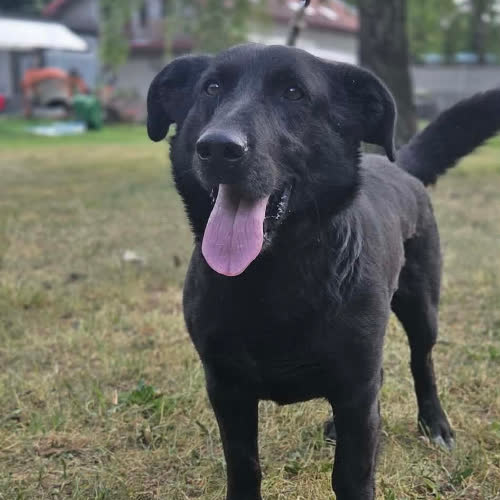 Psy ze schroniska do adopcji Izzy