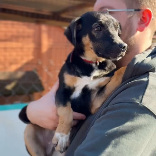 Psy ze schroniska do adopcji Oreo