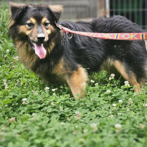 Psy ze schroniska do adopcji Ivo