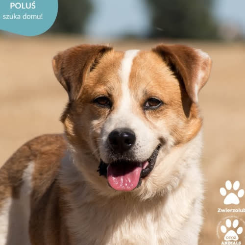 Psy ze schroniska do adopcji POLUŚ