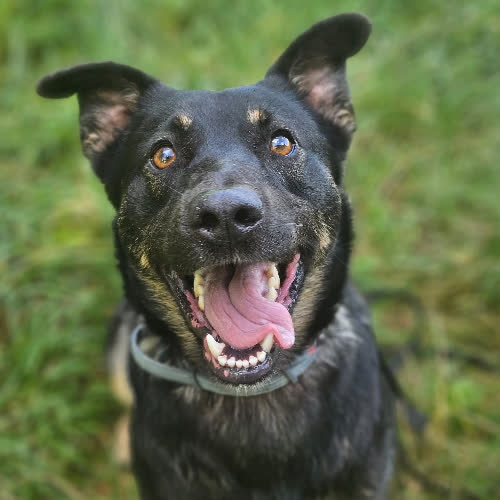 Psy ze schroniska do adopcji Tymek