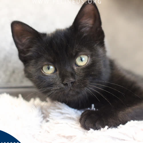 Koty ze schroniska do adopcji Zadra