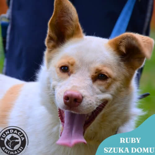 Psy ze schroniska do adopcji RUBY