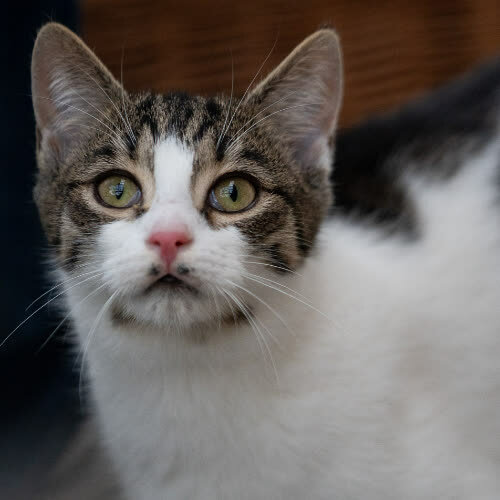 Koty ze schroniska do adopcji Kociak biało szara