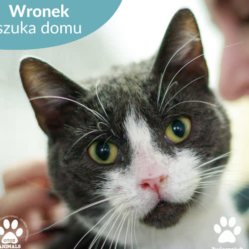 Koty ze schroniska do adopcji Wronek