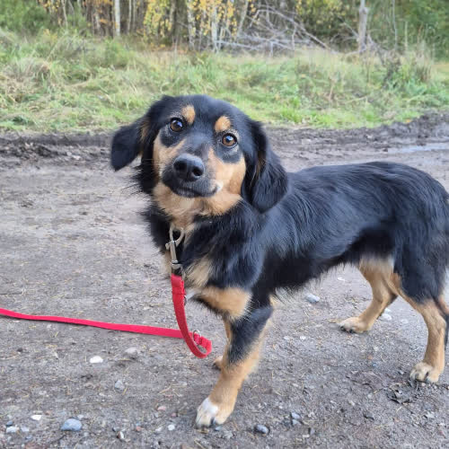 Psy ze schroniska do adopcji Łąka