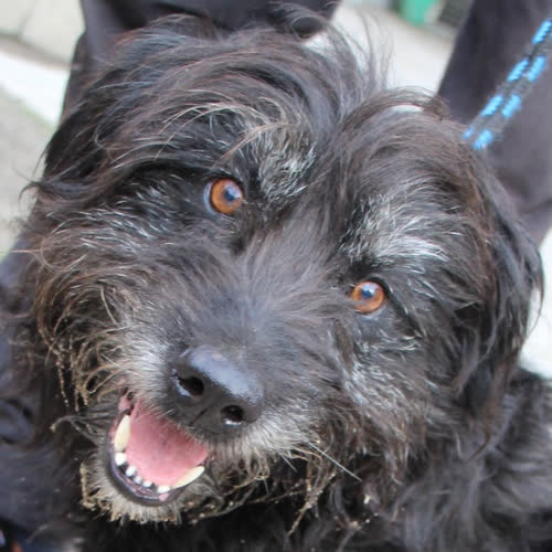 Psy ze schroniska do adopcji Maksiu 