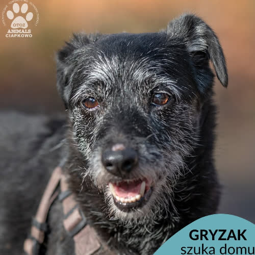 Gryzak