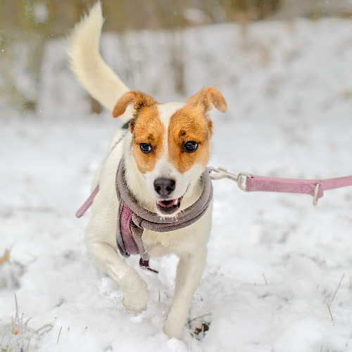 Psy ze schroniska do adopcji Kropka