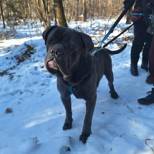 Psy ze schroniska do adopcji Corso