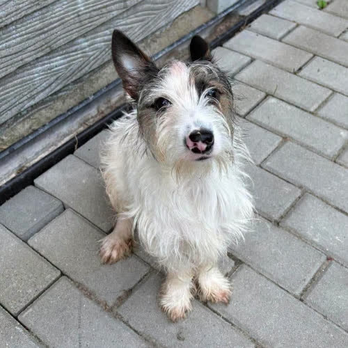 Psy ze schroniska do adopcji FRĘDZEL