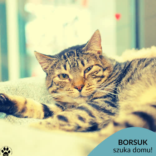 Koty ze schroniska do adopcji Borsuk