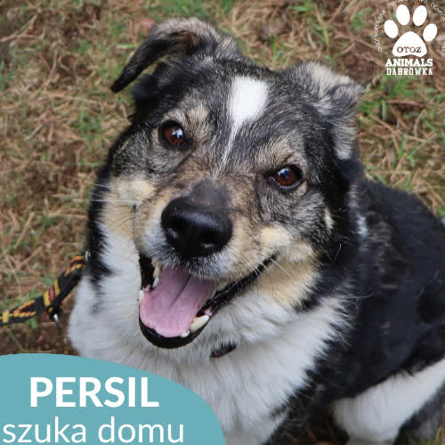 Psy ze schroniska do adopcji Persil