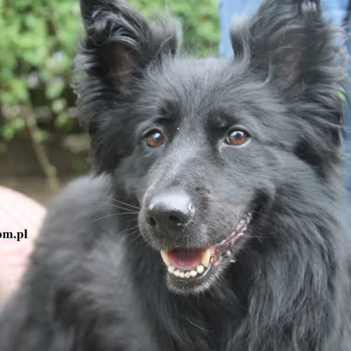 Psy ze schroniska do adopcji Psotka