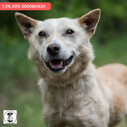 Psy ze schroniska do adopcji Vixen