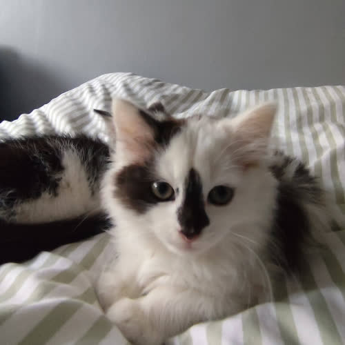 MATYLDA, BRUNO