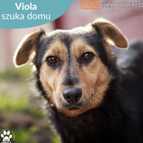 Psy ze schroniska do adopcji Viola