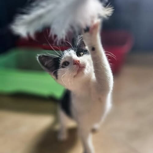 Amira 