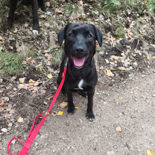 Psy ze schroniska do adopcji Kokosanka