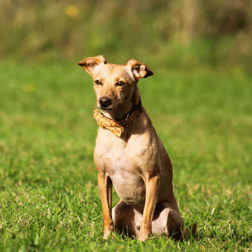 Psy ze schroniska do adopcji Ori