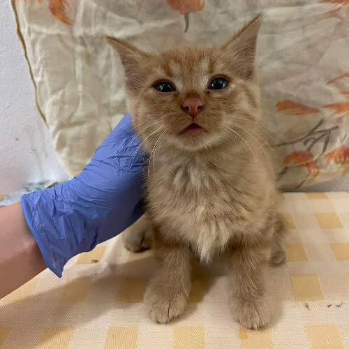 Koty ze schroniska do adopcji Eryk