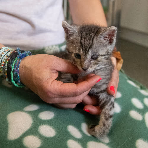 Koty ze schroniska do adopcji Kinderek